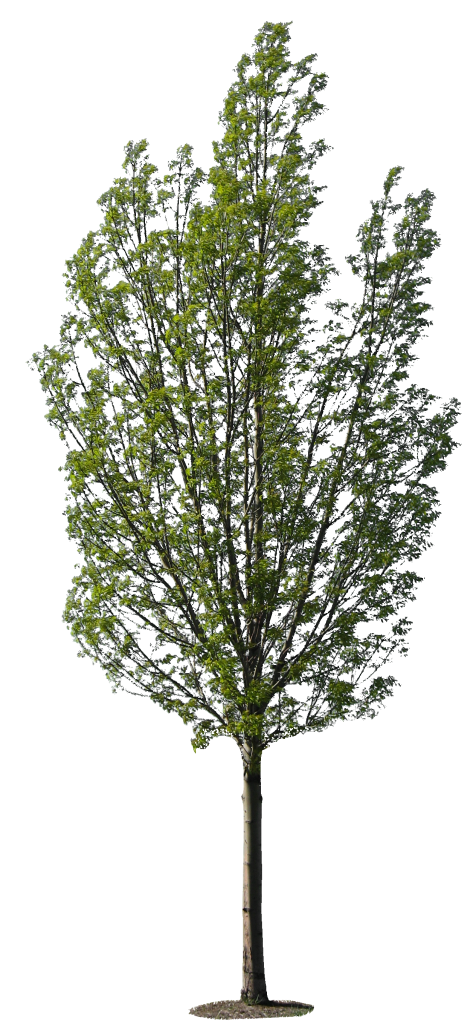 Tree Tree